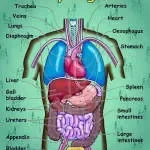 Body Factory Bali company icon